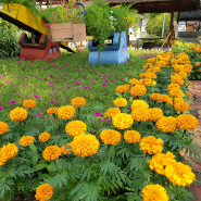 Landscape Development